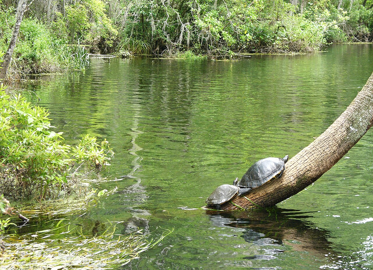 Two turtles bask on a slanted tree trunk above a calm, green river surrounded by lush vegetation.